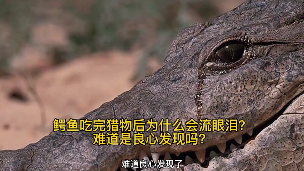 星鼻鼹鼠 十大动物反应速度排行：跳蚤、鳄鱼上榜，第一竟然是它