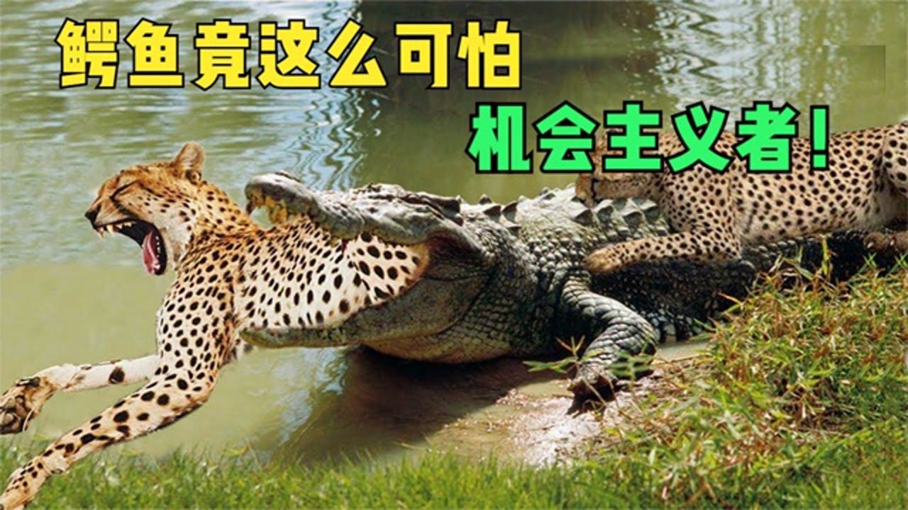 我的世界mod星鼻鼹鼠_星鼻鼹鼠_星鼻鼹鼠动画