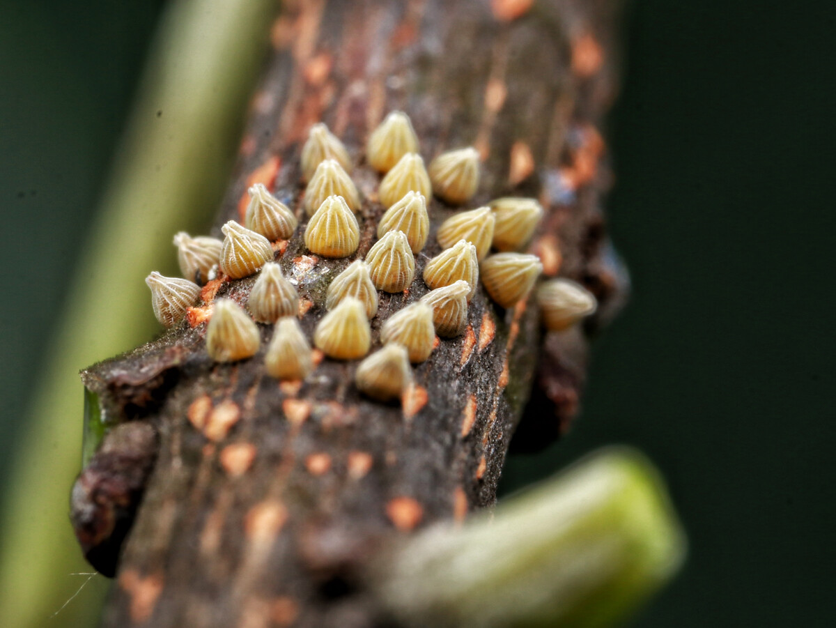 星鼻鼹鼠有头么_星鼻鼹鼠宠物_星鼻鼹鼠