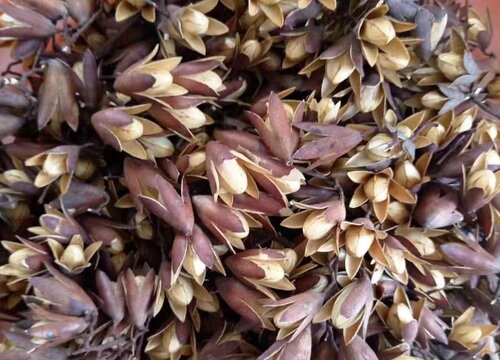 红油香椿种子价格_香椿酱价格_香椿价格