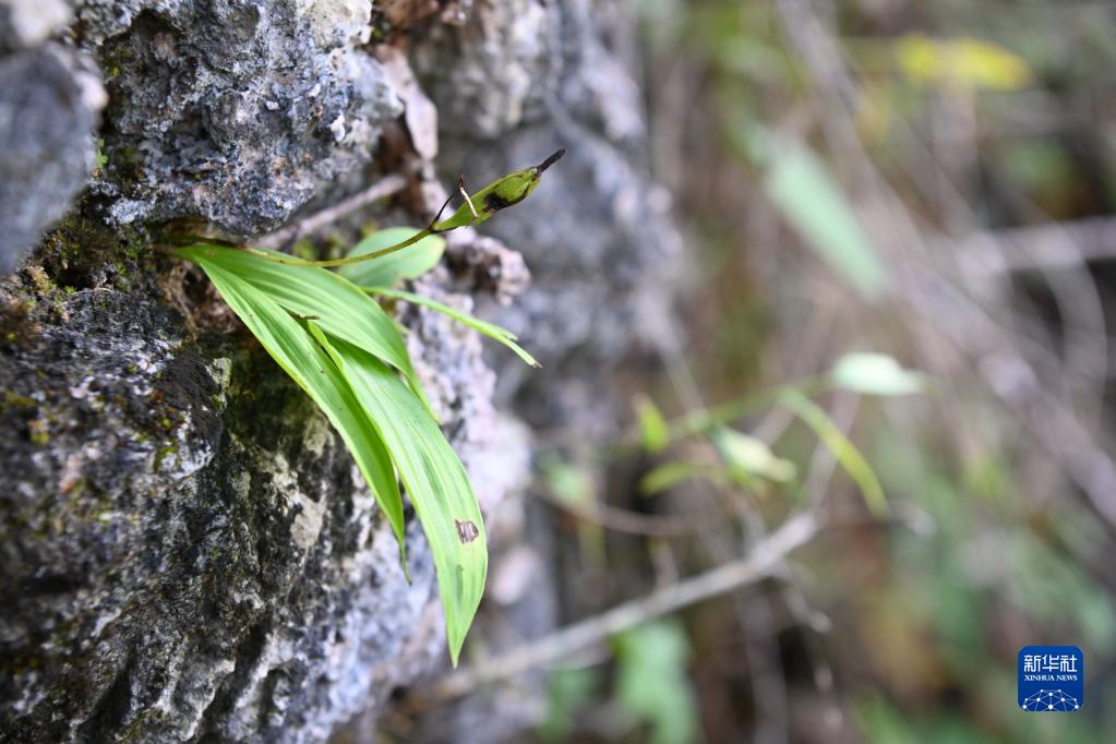 雷龙草火龙草冰龙草哪个厉害_幽灵行动和幽灵协议_幽灵草
