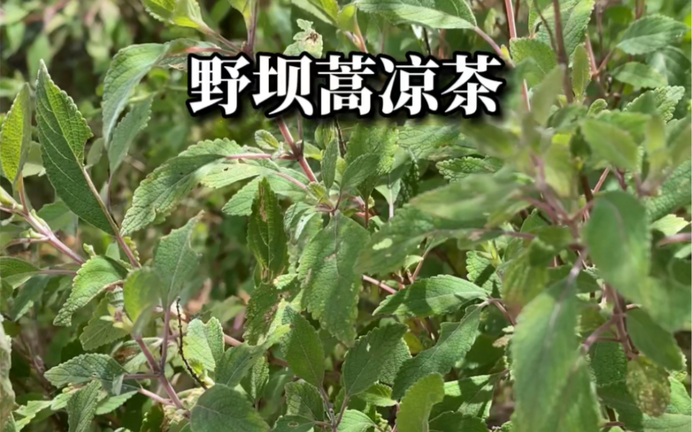 夏枯草_夏枯草膏_白花蛇舌草半枝莲和夏枯草一起可以治疗子宫肌瘤吗