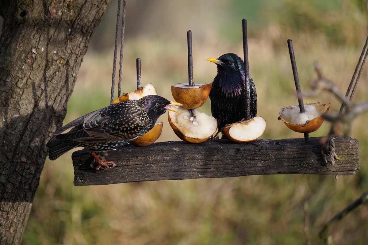 巨沙螽_巨沙螽能打过皇帝巴布_非洲巨螳 vs 沙螽