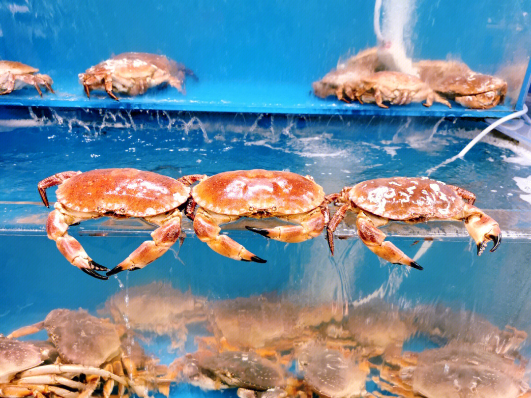 纽芬兰渔场_纽芬兰渔场多大雾的原因_纽芬兰渔场和秘鲁渔场的相同点