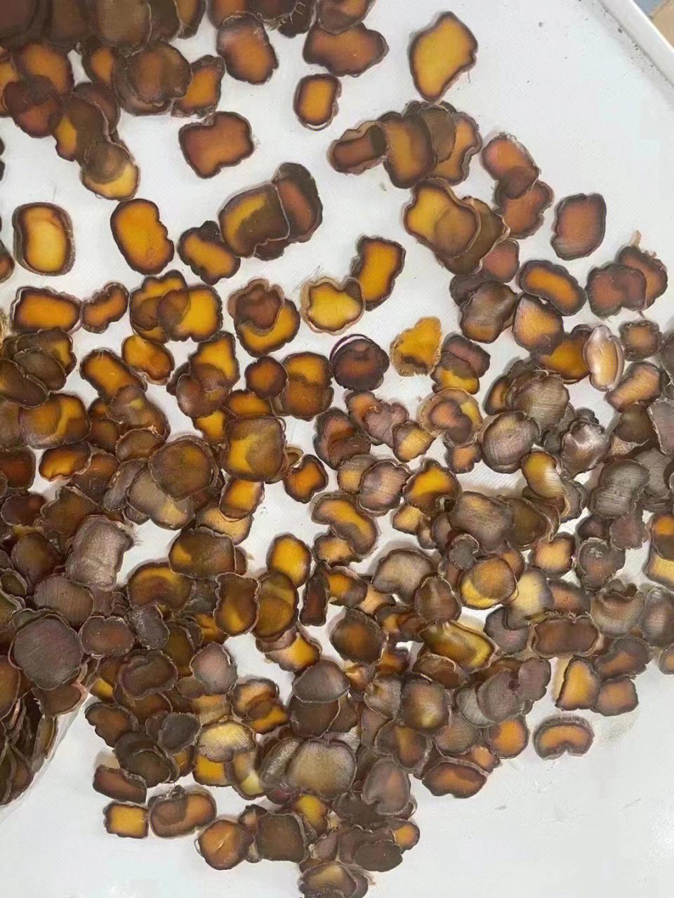 梅花鹿 鹿茸 价格_长白山鹿茸价格_鹿茸价格