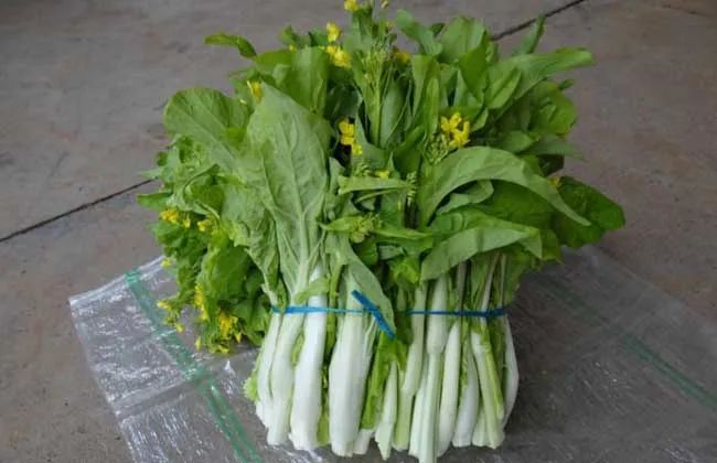 油菜花_100花40花30花18花12_油菜花是油菜的花吗