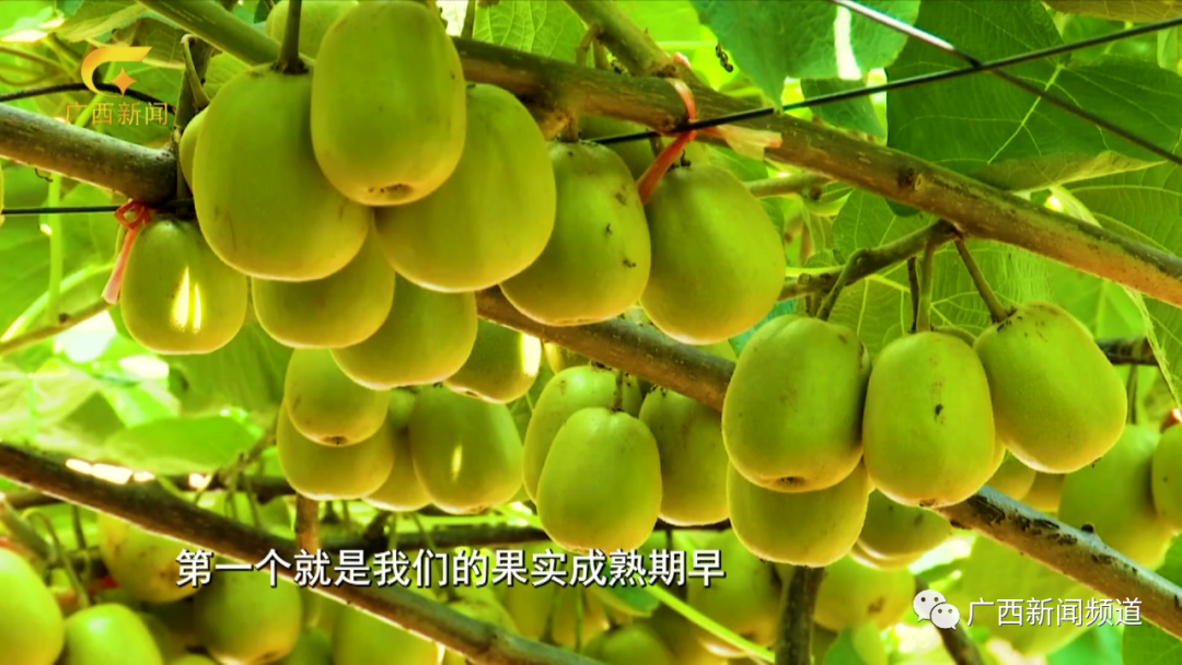 红肉猕猴桃和红心猕猴桃的区别_猕猴桃苗红心猕猴桃采收要点_红心猕猴桃