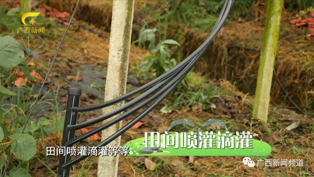 红肉猕猴桃和红心猕猴桃的区别_红心猕猴桃_猕猴桃苗红心猕猴桃采收要点