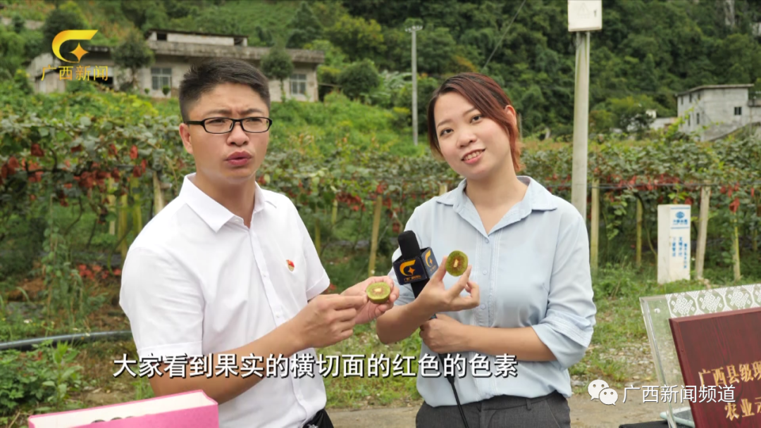 猕猴桃苗红心猕猴桃采收要点_红肉猕猴桃和红心猕猴桃的区别_红心猕猴桃