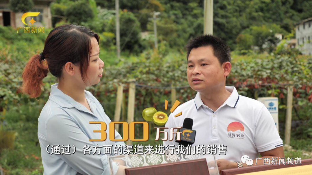 红心猕猴桃_猕猴桃苗红心猕猴桃采收要点_红肉猕猴桃和红心猕猴桃的区别