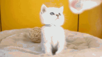 傲世西游vip招财活动猫_招财三毛猫事件后篇_招财猫