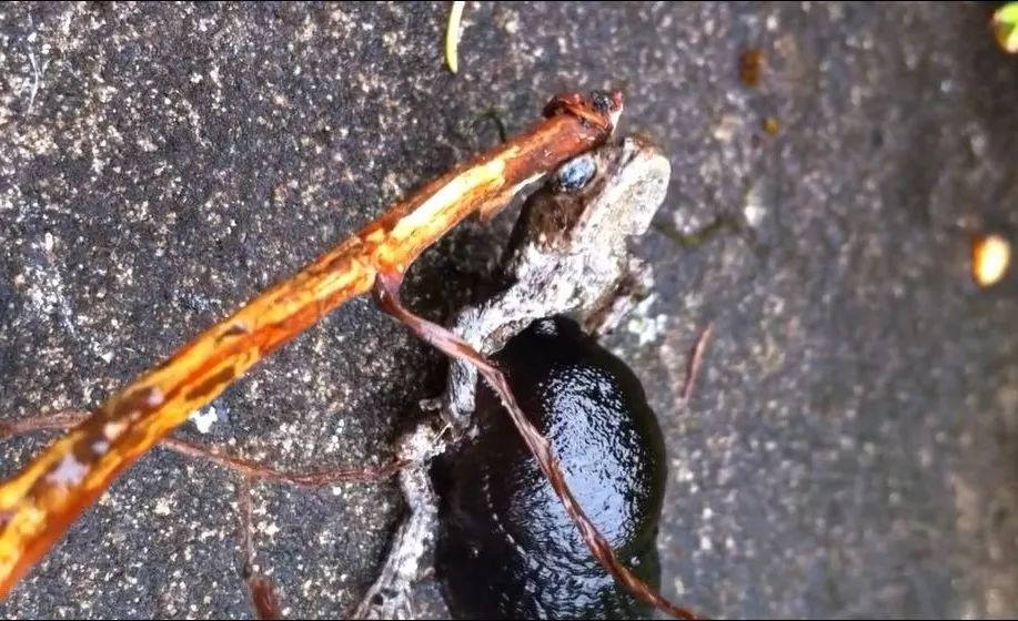 白鼻涕变黄鼻涕_鼻涕虫_黄脓鼻涕变成清鼻涕