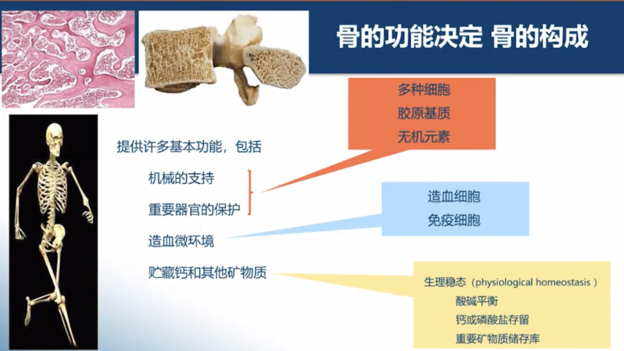 布罗舒单抗_从香港带地诺单抗到内地_地舒单抗