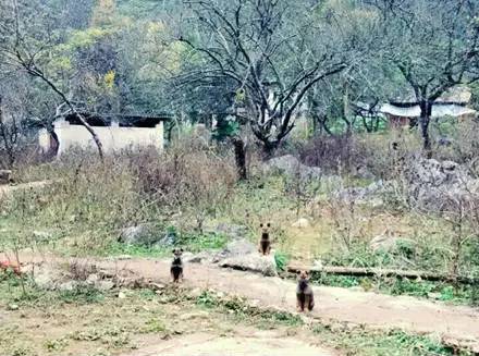 品种狗图片_山东细狗老品种图片_狗的品种及图片