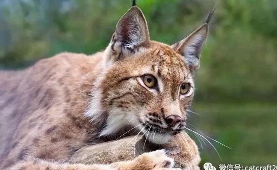 口袋妖怪绿宝石386萌版帕拉斯去哪里抓帕拉斯_帕拉斯猫价格_帕拉斯猫