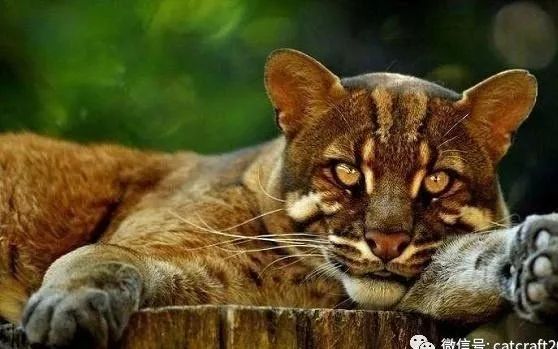 帕拉斯猫_帕拉斯猫价格_口袋妖怪绿宝石386萌版帕拉斯去哪里抓帕拉斯