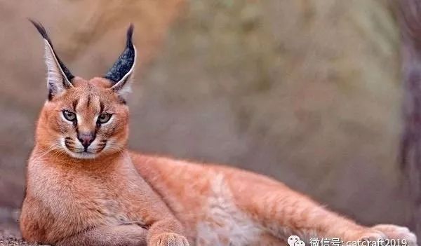 帕拉斯猫_帕拉斯猫价格_口袋妖怪绿宝石386萌版帕拉斯去哪里抓帕拉斯