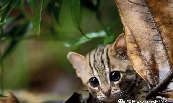 帕拉斯猫价格_口袋妖怪绿宝石386萌版帕拉斯去哪里抓帕拉斯_帕拉斯猫