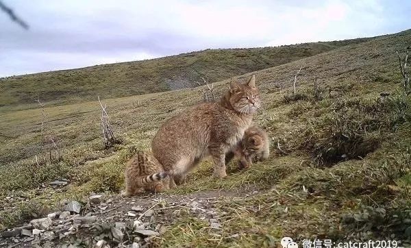 帕拉斯猫_帕拉斯猫价格_口袋妖怪绿宝石386萌版帕拉斯去哪里抓帕拉斯