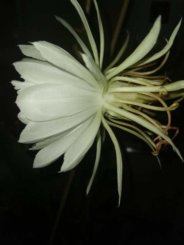 梦昙花_仙落凡尘神秘昙花_昙花