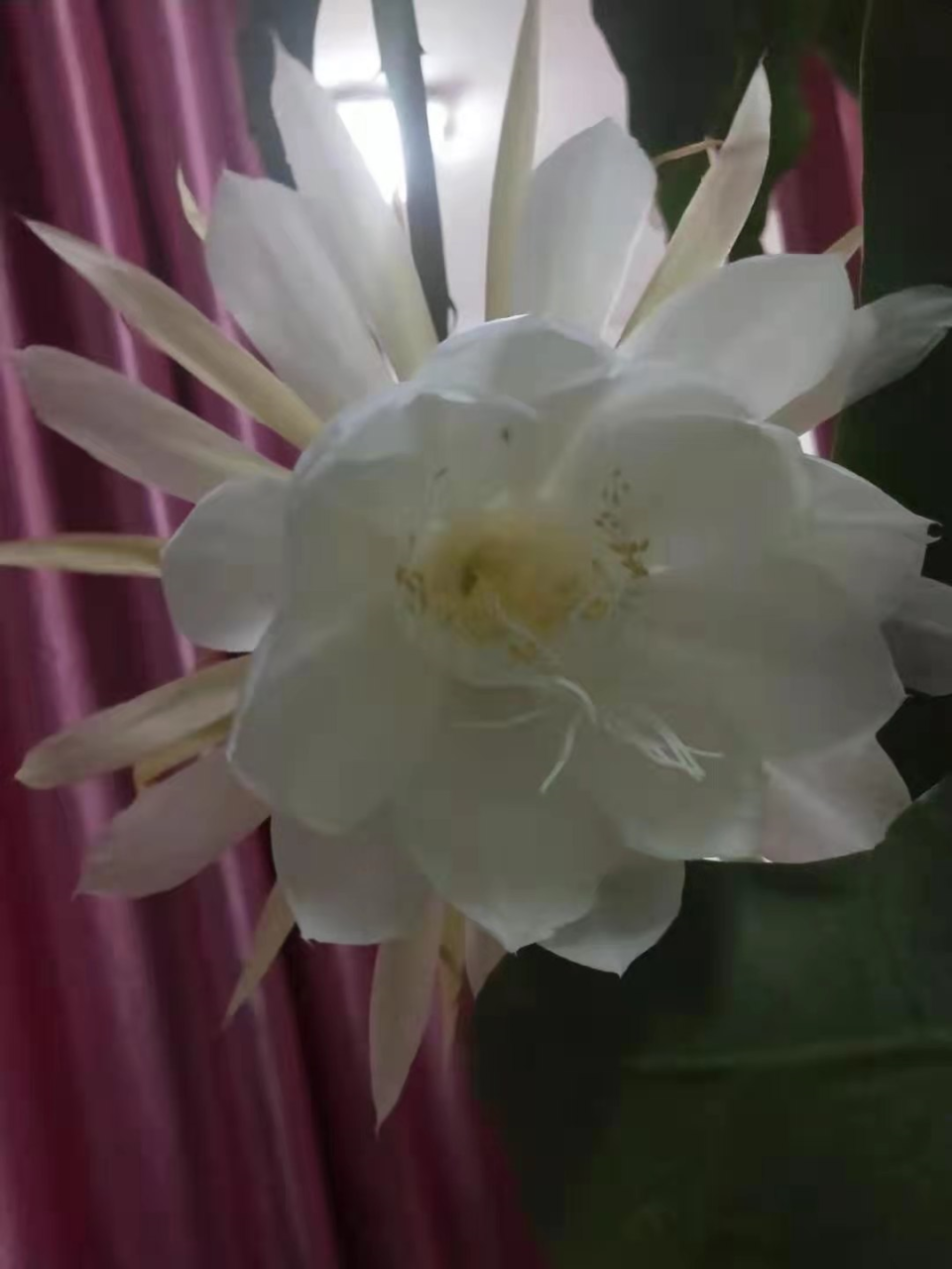 梦昙花_昙花_仙落凡尘神秘昙花