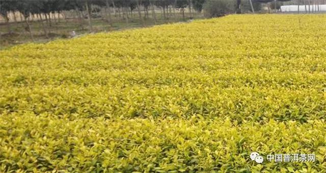 黄茶属于什么茶，有什么功效丨百科