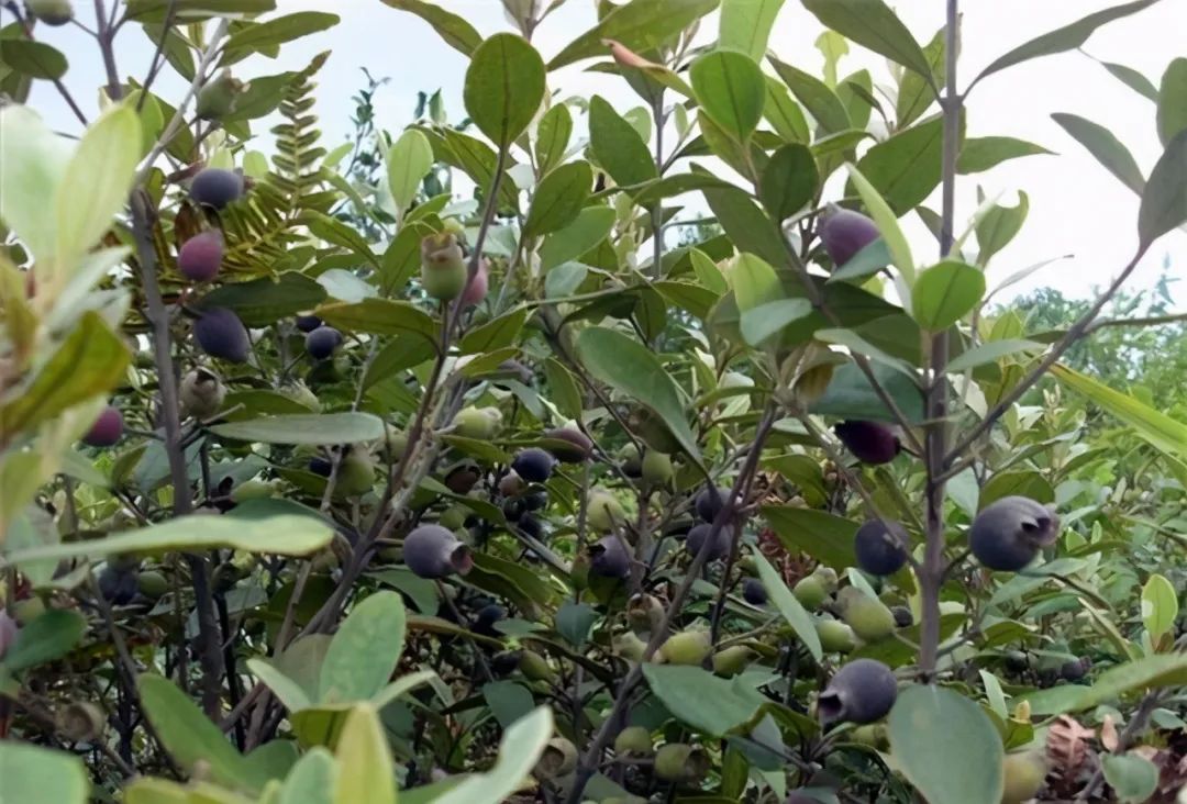 桉树价格_桉树价格_广西桉树原木价格