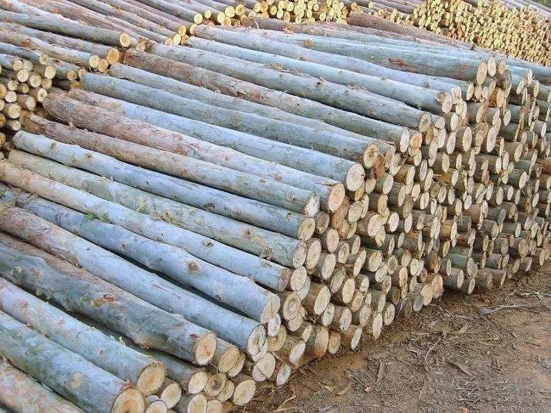 桉树价格多少钱一吨_桉树价格_速生桉树价格