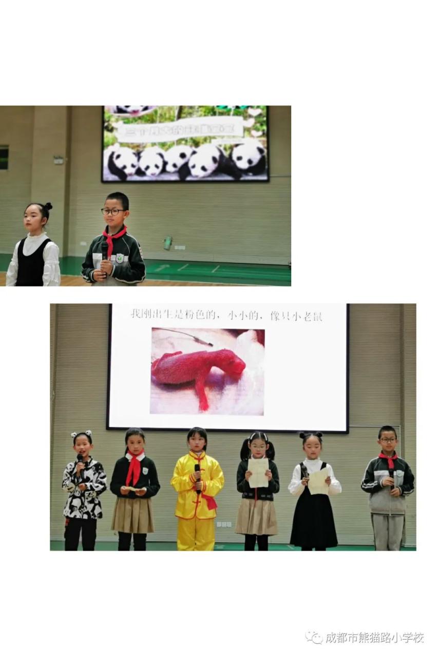 熊猫的资料作文_大熊猫的资料_熊猫图片和资料