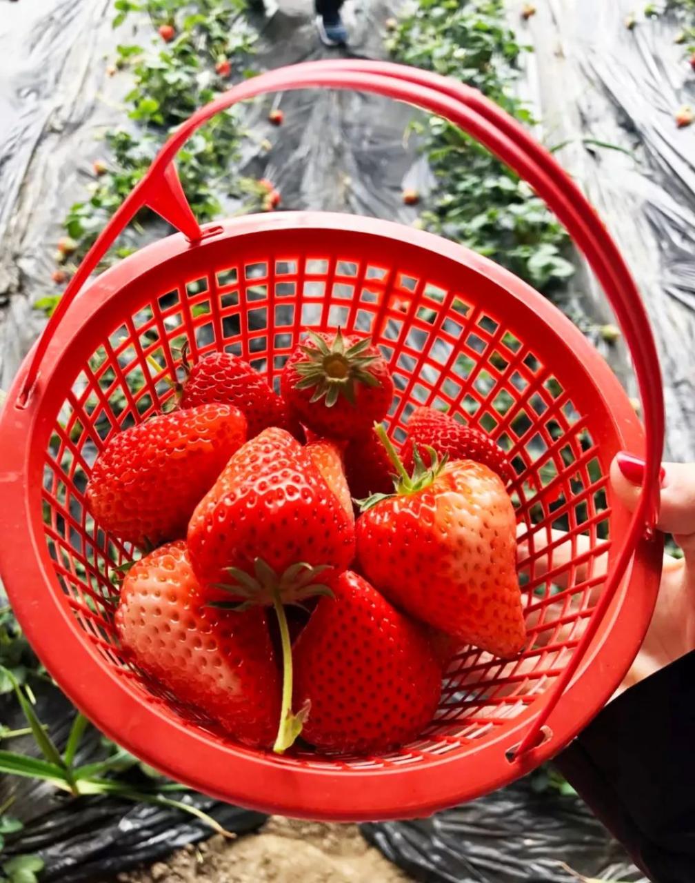 重庆草莓什么时候成熟_草莓几月份成熟_冬天草莓什么时候成熟