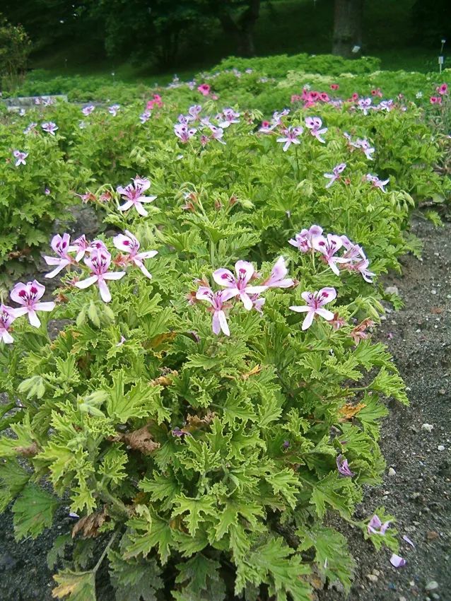 哪种植物能防电脑辐射_防辐射植物防辐射植物_防晒霜防电脑辐射吗