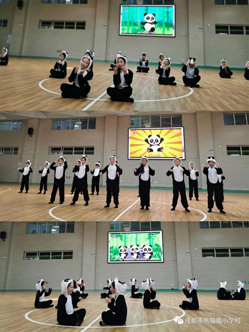 熊猫图片和资料_大熊猫的资料_熊猫的资料作文