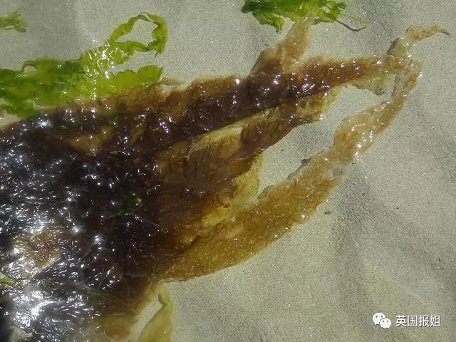 海苔_青青子衿低糖海苔饼_海苔