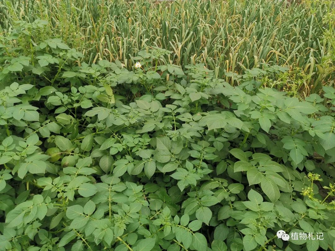 土豆花_土豆视频情满雪阳花_荆棘花100全集土豆在线
