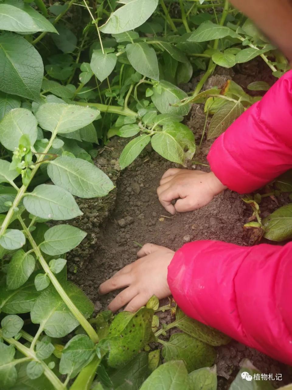 土豆视频情满雪阳花_土豆花_荆棘花100全集土豆在线