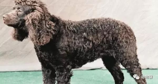 狗狗品种及价格_狗狗品种_宠物狗大全狗狗品种及价格