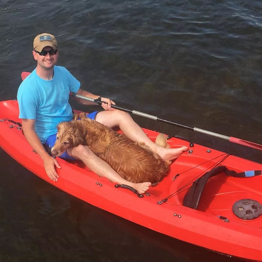 金毛犬_卓越犬舍金毛star_沙漠犬与金毛公狗配种生下狗是啥