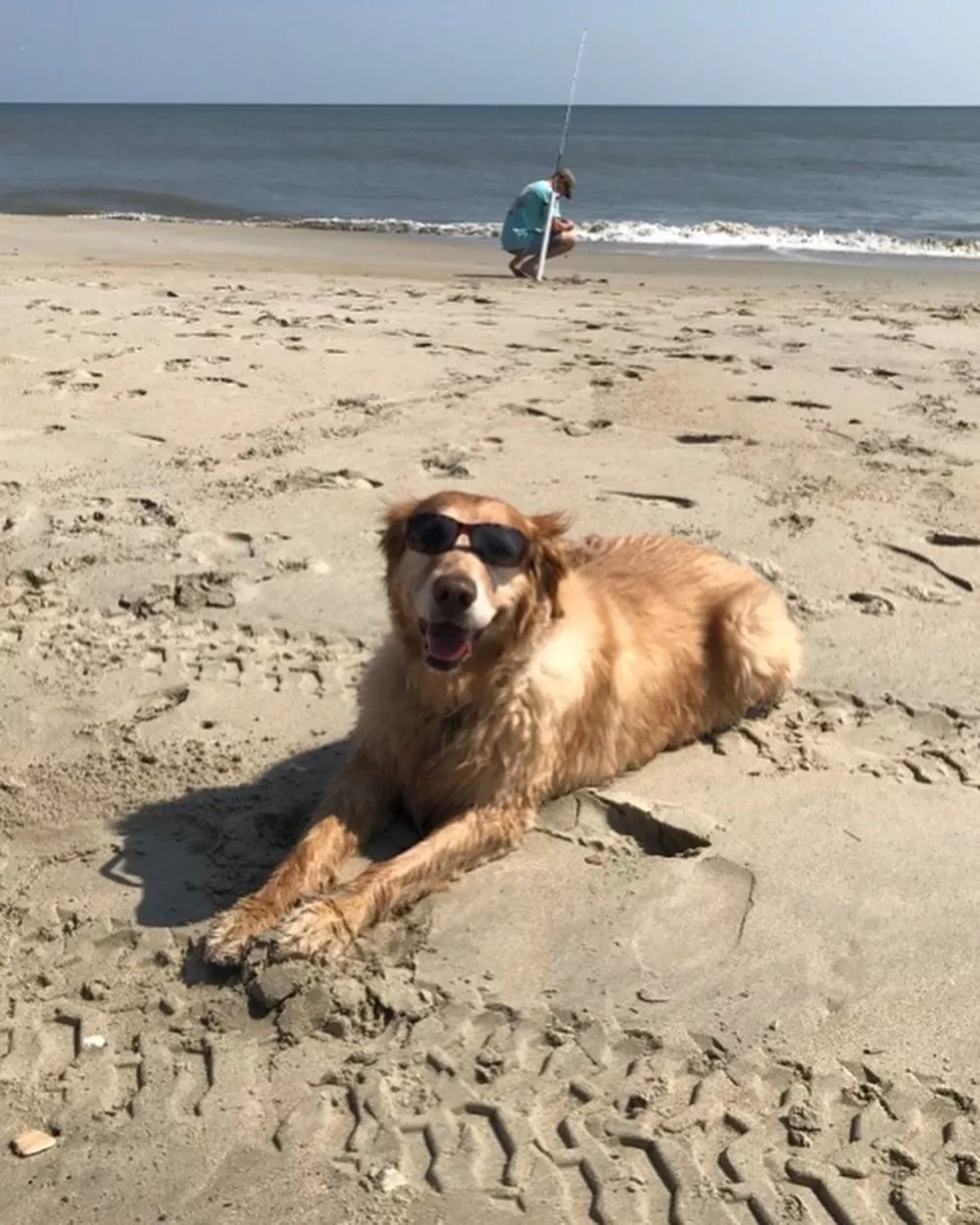 沙漠犬与金毛公狗配种生下狗是啥_金毛犬_卓越犬舍金毛star