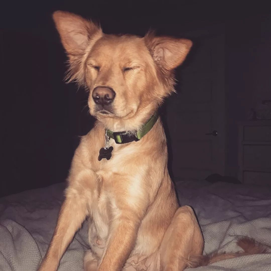 卓越犬舍金毛star_沙漠犬与金毛公狗配种生下狗是啥_金毛犬