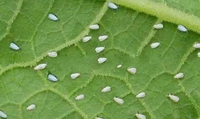 阿维菌素片_泰妙菌素 泰乐菌素_阿维菌素