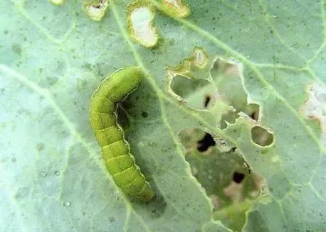 泰妙菌素 泰乐菌素_阿维菌素_阿维菌素片