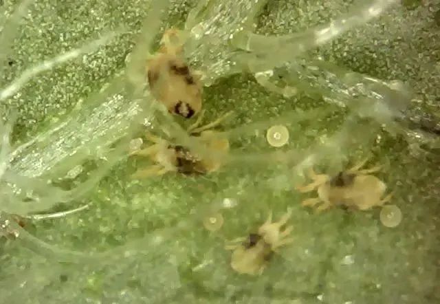 泰妙菌素 泰乐菌素_阿维菌素片_阿维菌素