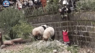 猫功夫熊猫3电影_大熊猫是猫吗_天天酷跑猫小魅熊猫加花神