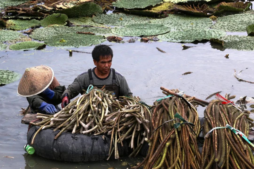 这种粉红色的梗，酷似藕带，但比藕带便宜，人们吃过却叫不出名字