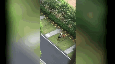 北京金毛办理服务犬证明_金毛犬_买金毛爱斯基摩犬