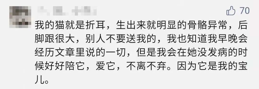 折耳猫_苏格兰折耳立耳猫_折耳猫价格 折耳猫多少钱一只