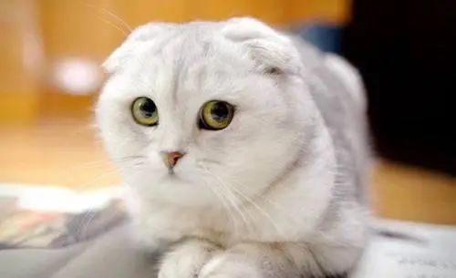 折耳猫_折耳猫价格 折耳猫多少钱一只_苏格兰折耳立耳猫