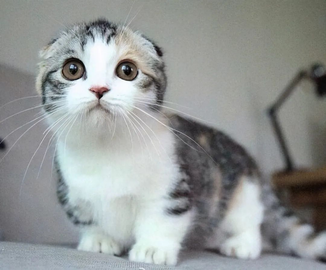 折耳猫_苏格兰折耳立耳猫_折耳猫价格 折耳猫多少钱一只