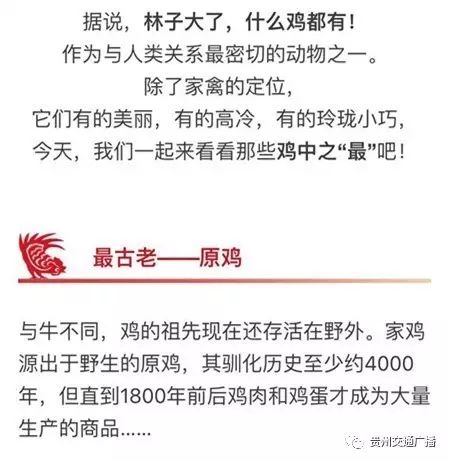 东涛鸡 原来世界上竟有这么多种鸡，你认识几个？