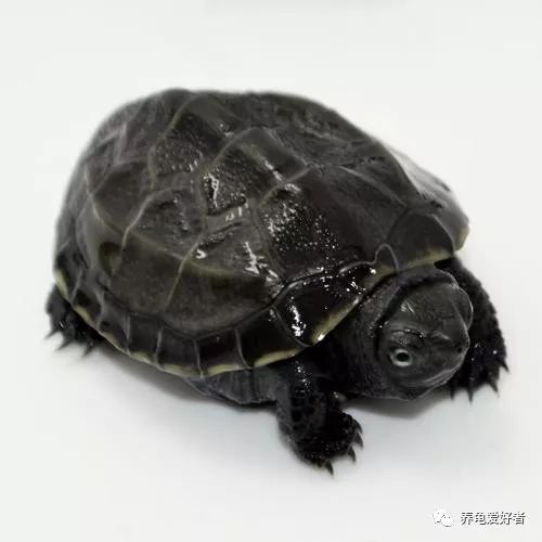 草龟怎么养成墨龟_草龟_花龟 草龟